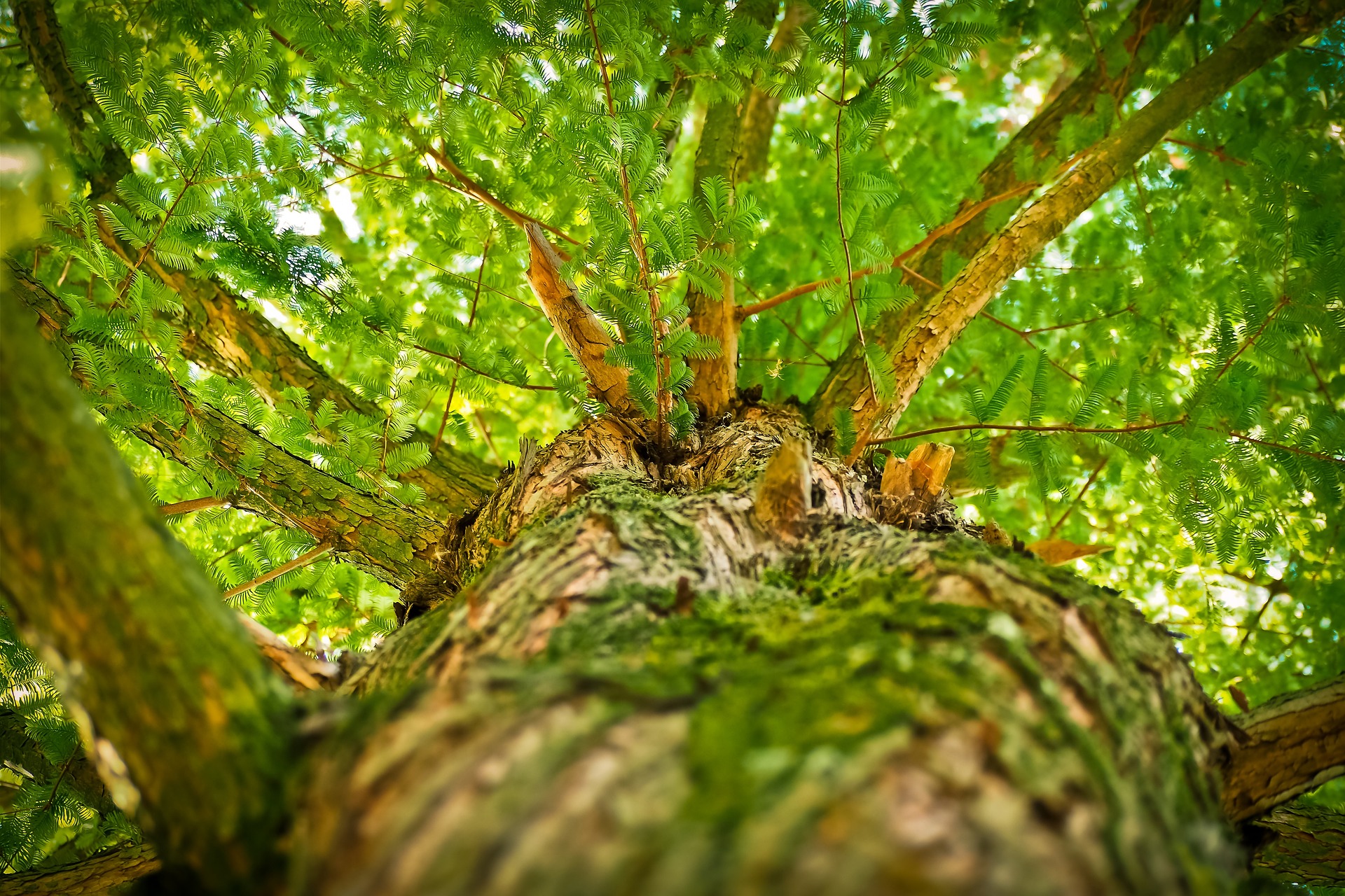 Do Plants Die of Old Age? Trees' Lifespans