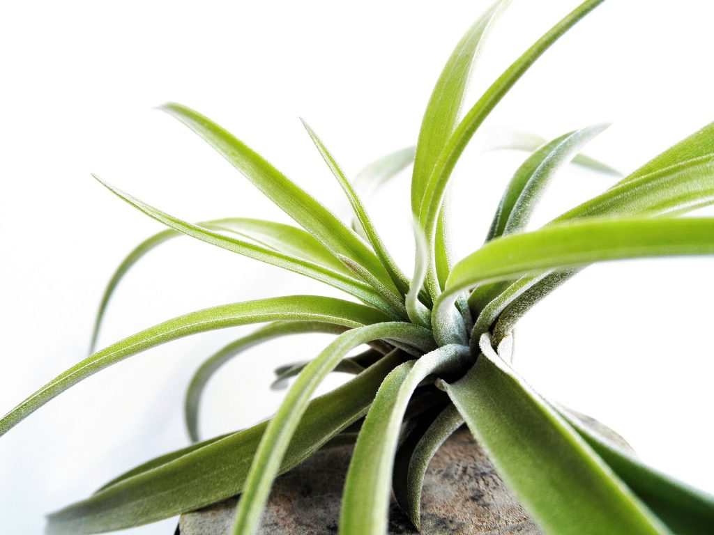 does copper kill air plants