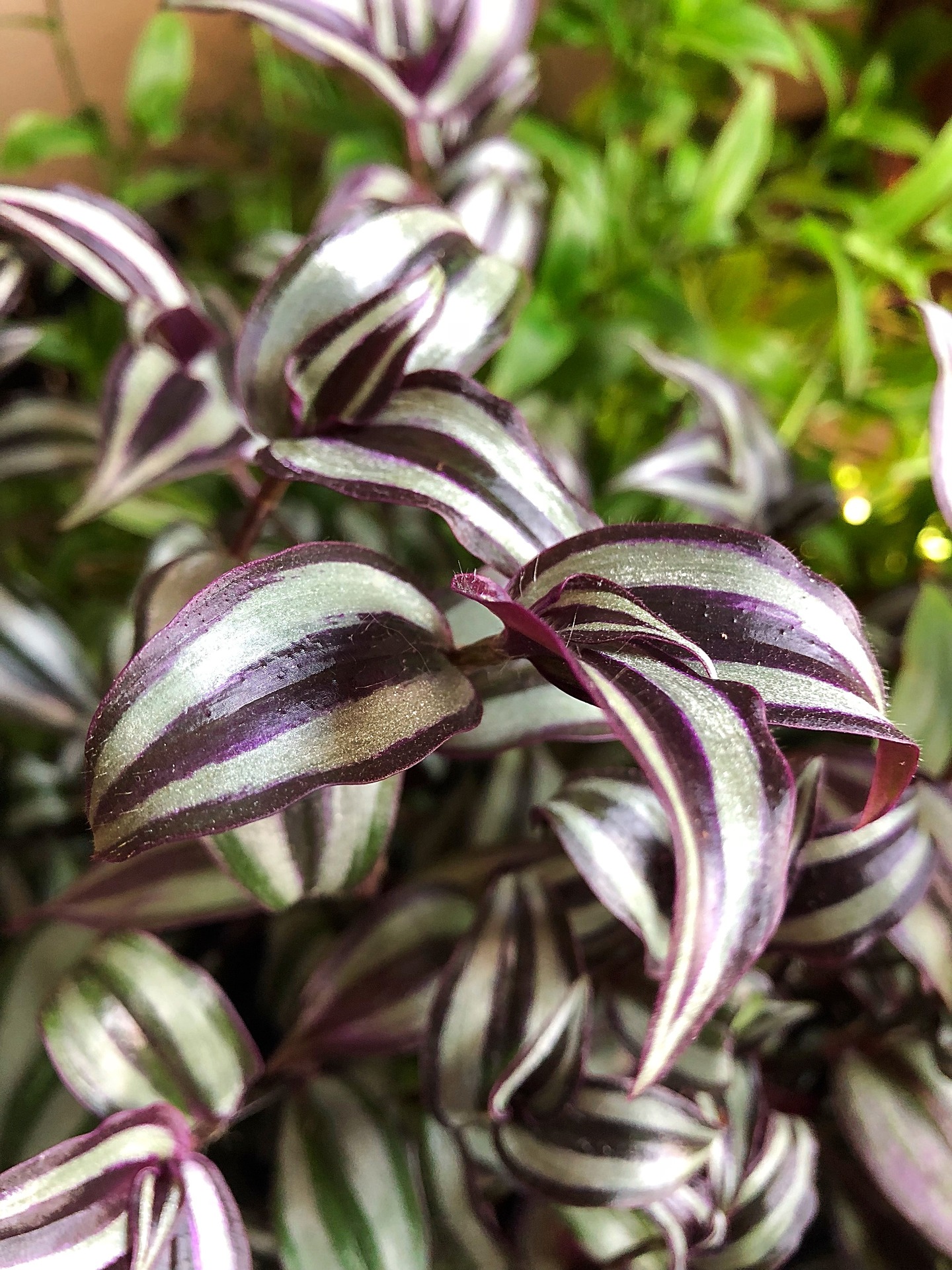 can you propagate wandering jew plant