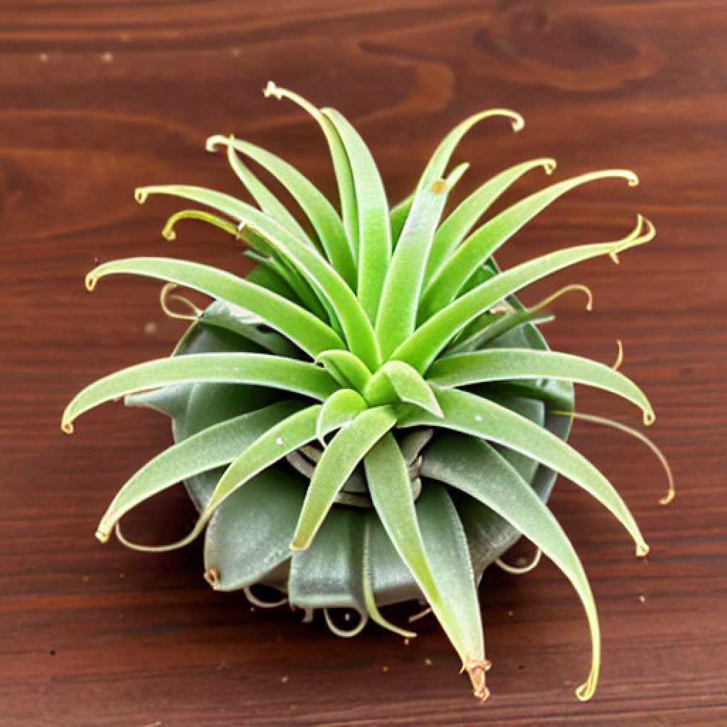 what does an underwatered air plant look like